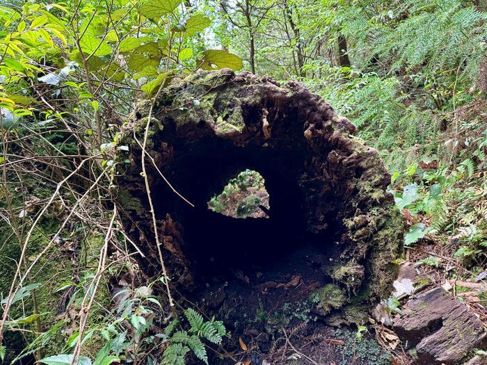 【鹿児島】ヤクスギランドは誰でも気軽に行ける自然植物園