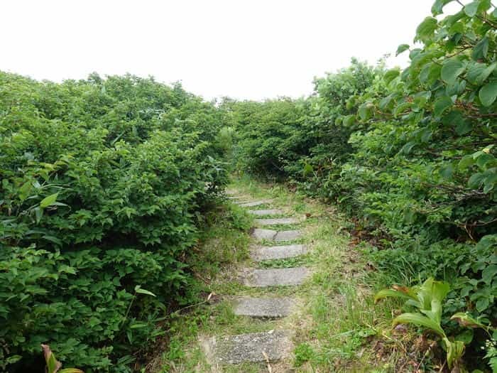 【山形】月山八合目・弥陀ヶ原湿原の歩き方