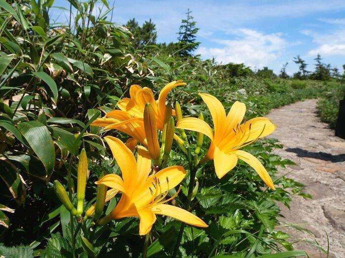 【岩手】広大な湿原に咲く高山植物を気軽に見に行ける！八幡平で涼しい空気に包まれながらトレッキング