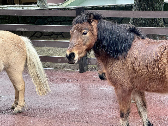 約48年ぶりの訪問！「九州自然動物公園アフリカンサファリ」園内レポート