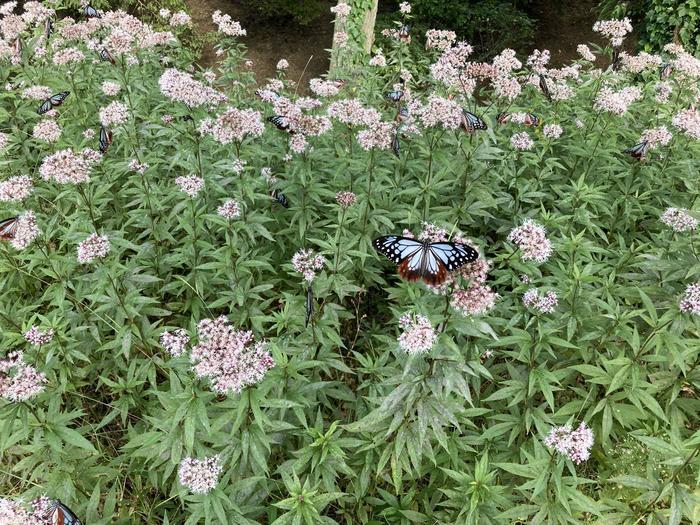 【大分・くじゅう花公園】「ここでのおすすめの過ごし方はただボーッとすることですよ」