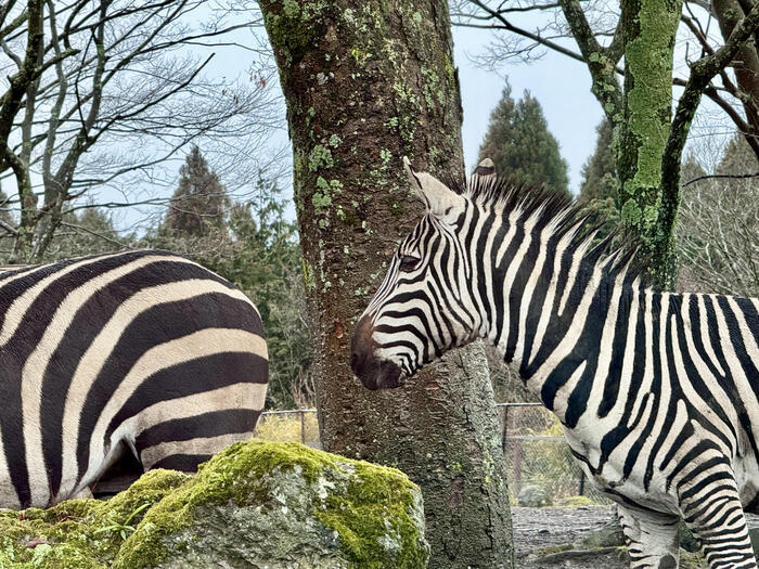 約48年ぶりの訪問！「九州自然動物公園アフリカンサファリ」園内レポート