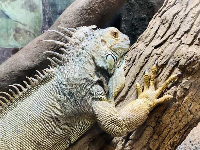 暑い夏はホッキョクグマの親子に癒されよう！「天王寺動物園」で動物たちと触れ合おう！！