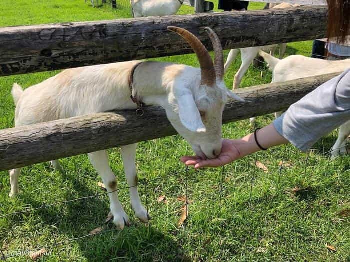 【千葉県／富津市】マザー牧場完全ガイド！見どころ・アクセス・お土産・グルメすべて紹介します