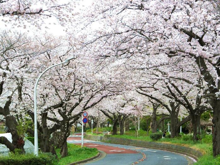 【東京】毎月楽しめる！都内最大の水郷公園「水元公園」の12か月