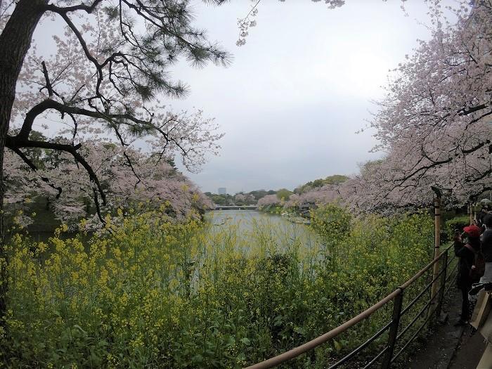 【千代田区】さくらまつりが4年ぶりに開催！千鳥ヶ淵緑道～ボート上から桜を愛でる