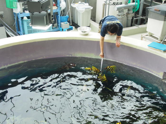 葛西臨海水族園の見どころを徹底レポート！観覧車など周辺情報も！