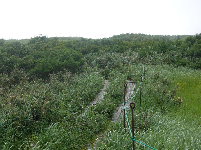 【山形】月山八合目・弥陀ヶ原湿原の歩き方