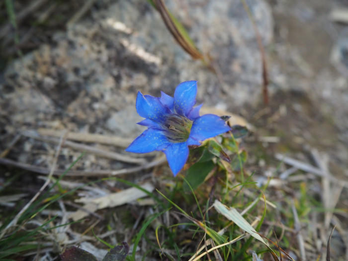 【愛媛県】西日本最高峰、紅葉の石鎚山と土小屋テラスの絶品ジビエコロッケを紹介♪