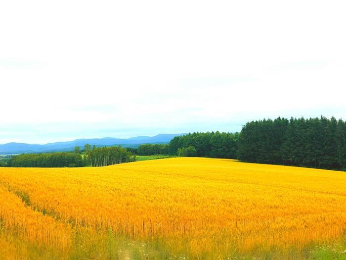 グルメに観光など魅力いっぱいの北海道・旭川市