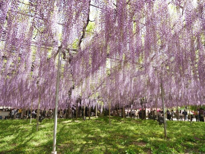 【栃木】樹齢約160年の大藤のライトアップがすごい！藤の楽園「あしかがフラワーパーク」の幻想的な夜の光景