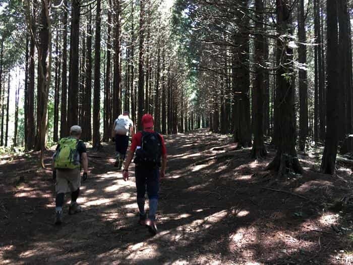 【奥武蔵で眺望の良い山】丸山・堂平山を縦走。最後に襲った悲劇とは・・・