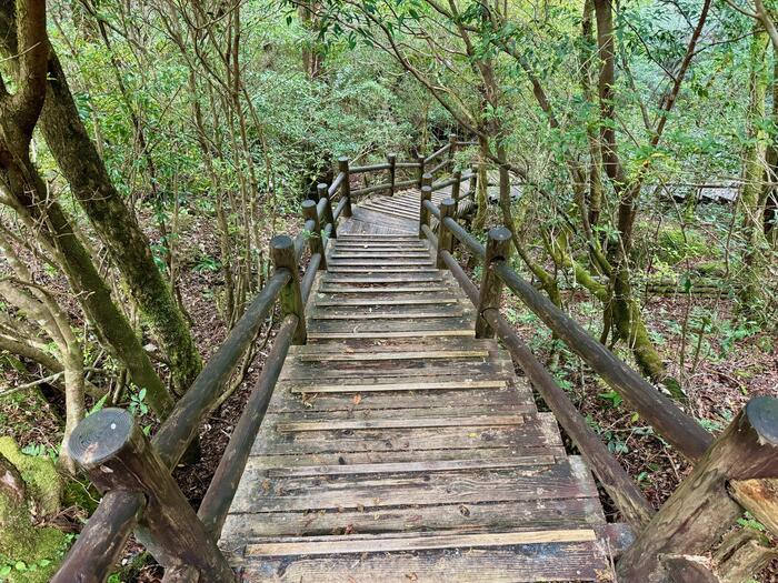 【鹿児島】ヤクスギランドは誰でも気軽に行ける自然植物園