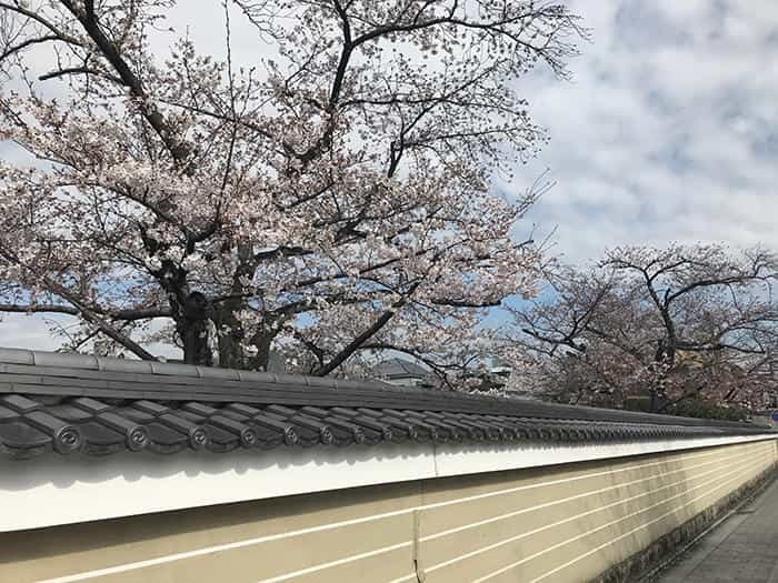 【京都】京都最古の禅寺、建仁寺は知る人ぞ知るインスタ映えスポット！