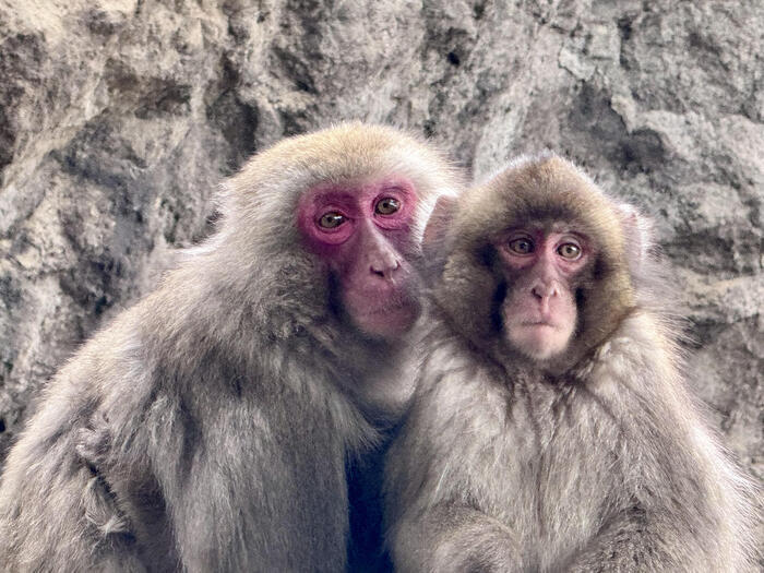 【大分】おサルさんの聖地でこんにちは！高崎山自然動物園