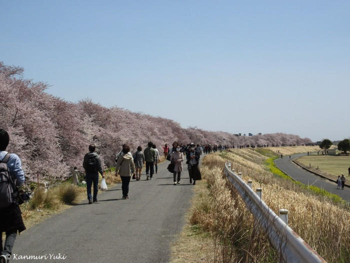 晴れの町、熊谷の国宝と桜の名所