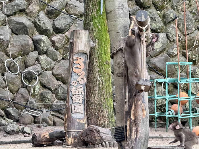 【大分】おサルさんの聖地でこんにちは！高崎山自然動物園