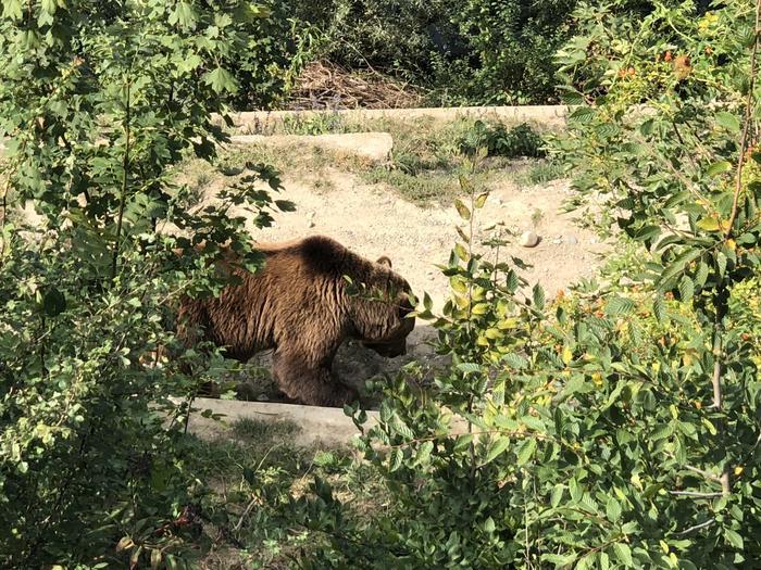 町の紋章にもなっている!ベルンにあるくま公園の魅力