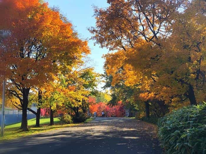 北海道立真駒内公園の紅葉ランで絶景を堪能しました