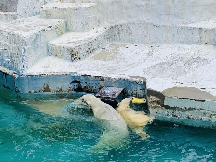 暑い夏はホッキョクグマの親子に癒されよう！「天王寺動物園」で動物たちと触れ合おう！！