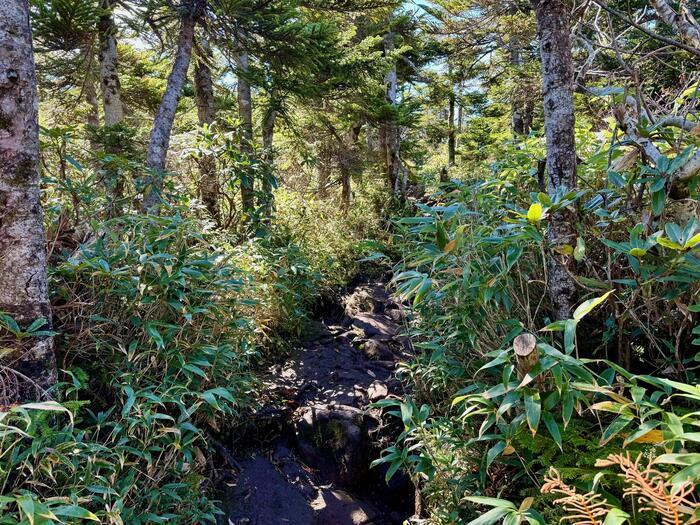 【日本百名山】22座目は西吾妻山...初級者向け？いえいえ結構大変な山でした（山形県・福島県）