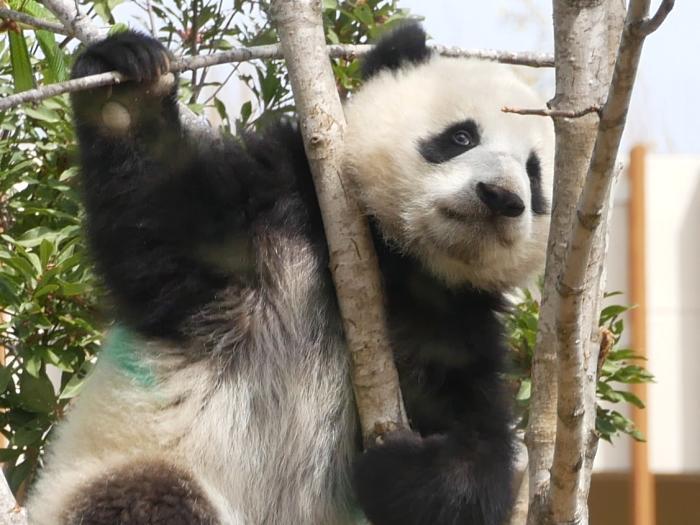 【東京】双子の赤ちゃんパンダ公開！上野動物園でシャオシャオとレイレイに会ってきました