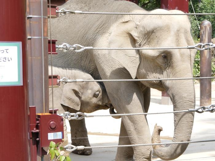 【東京】双子の赤ちゃんパンダ公開！上野動物園でシャオシャオとレイレイに会ってきました