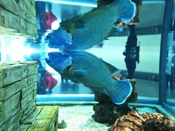 【大阪府／吹田市】水族館や動物園が融合した観光スポット・ニフレルを徹底解説！