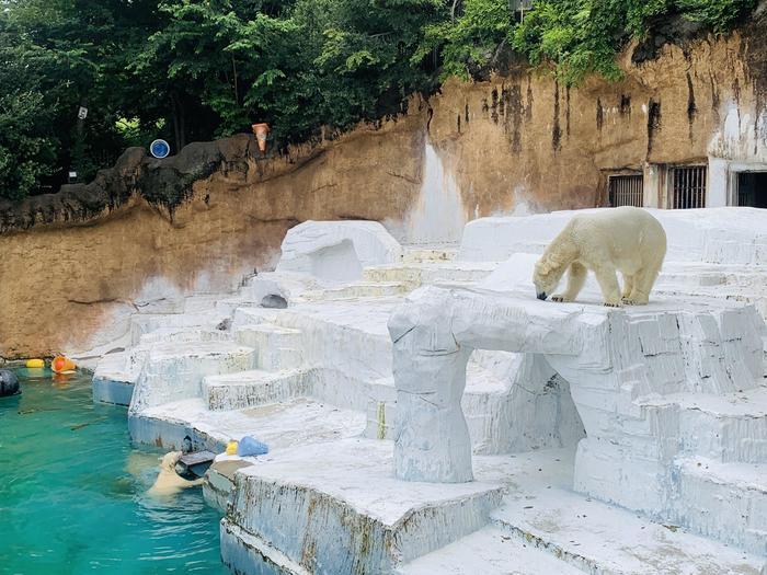 暑い夏はホッキョクグマの親子に癒されよう！「天王寺動物園」で動物たちと触れ合おう！！