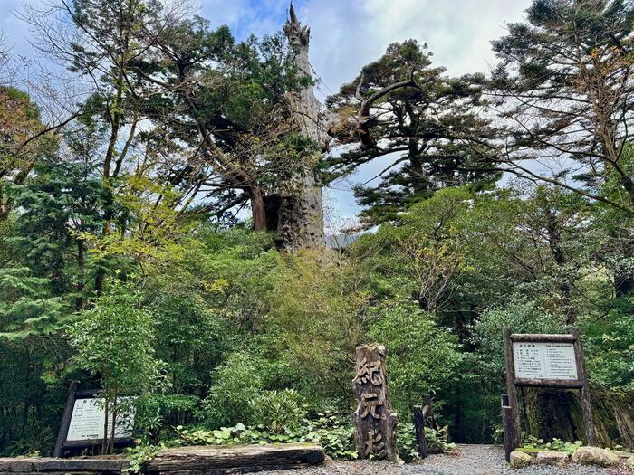 【鹿児島】ヤクスギランドは誰でも気軽に行ける自然植物園