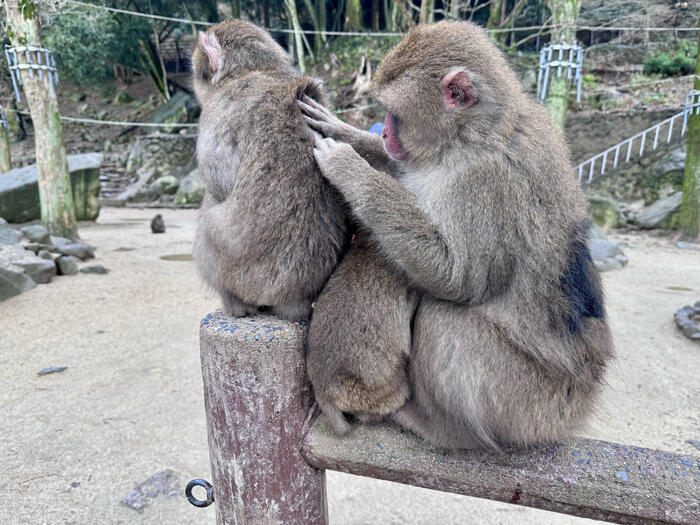 【大分】おサルさんの聖地でこんにちは！高崎山自然動物園