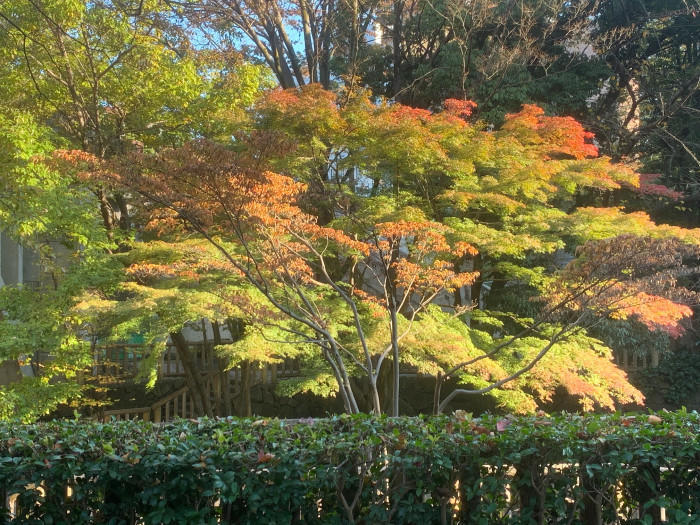 【東京都北区】改札を抜けると、そこは和の国だった。最駅近の和の庭園を散歩～音無親水公園～