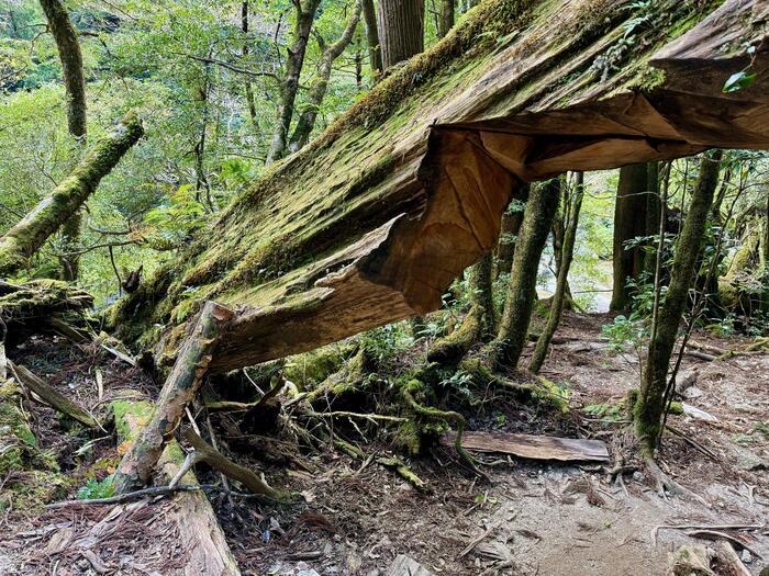 【鹿児島】ヤクスギランドは誰でも気軽に行ける自然植物園