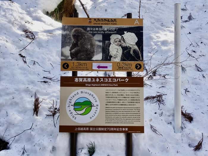 【長野】世界でここだけ！ニホンザルが温泉に入る地獄谷野猿公苑