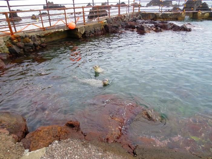 日本の最北端の離島、利尻島・礼文島へ！