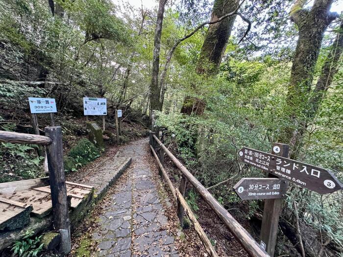 【鹿児島】ヤクスギランドは誰でも気軽に行ける自然植物園