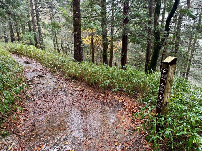 【日本百名山】24座目は大台ヶ原山を周回するはずが...（奈良県・三重県）