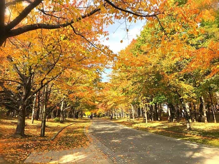 北海道立真駒内公園の紅葉ランで絶景を堪能しました