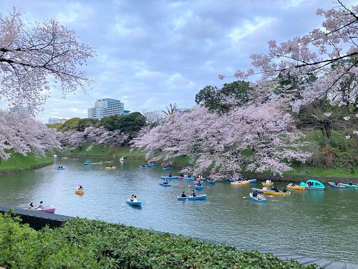 【千代田区】さくらまつりが4年ぶりに開催！千鳥ヶ淵緑道～ボート上から桜を愛でる