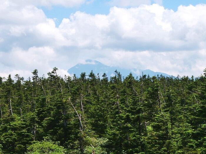 【岩手】広大な湿原に咲く高山植物を気軽に見に行ける！八幡平で涼しい空気に包まれながらトレッキング