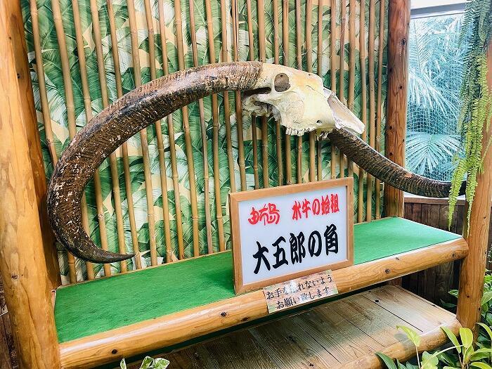 由布島「水牛に乗って島渡り!?由布島を水牛に揺られて散策しよう!!」