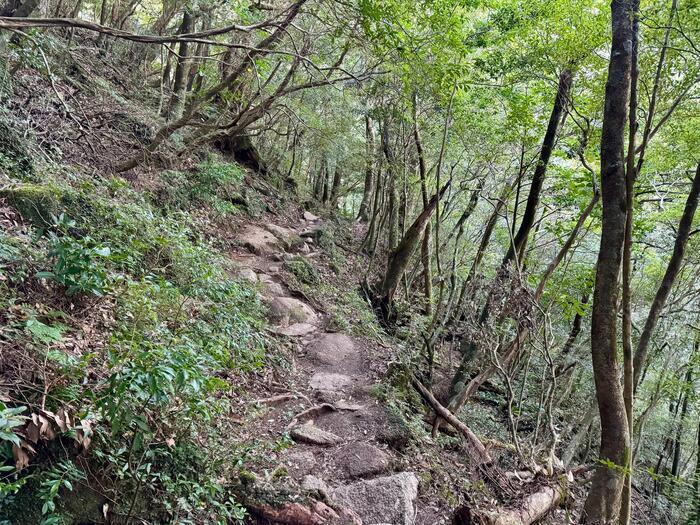 【鹿児島】屋久島の白谷雲水峡に行かれる方へ注意（2024年11月現在）