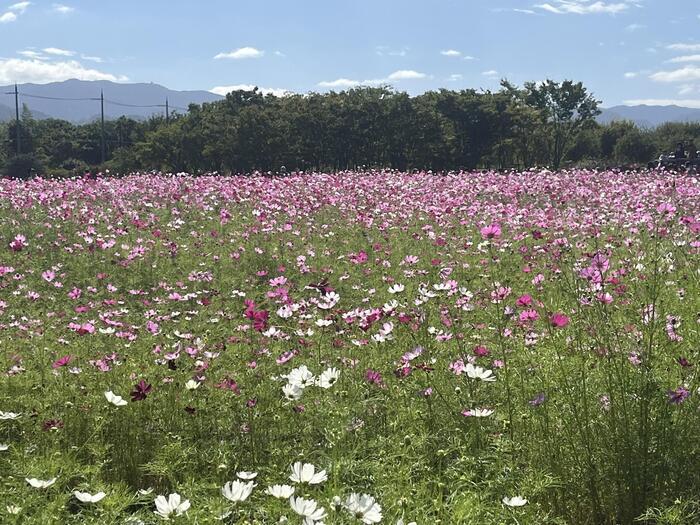 花と歴史が豊富！意外に多い観光スポット大阪府和泉市の見どころをご紹介