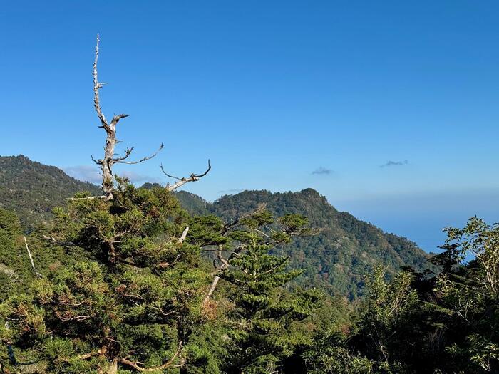 【鹿児島】屋久島の白谷雲水峡に行かれる方へ注意（2024年11月現在）