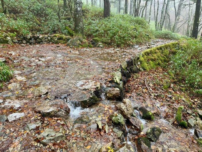 【日本百名山】24座目は大台ヶ原山を周回するはずが...（奈良県・三重県）