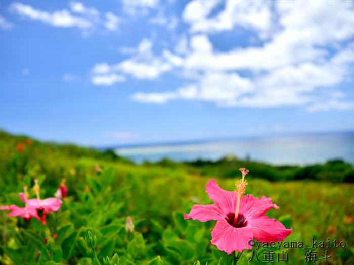 沖縄/見るだけで元気が出る南国情緒あふれる花たち