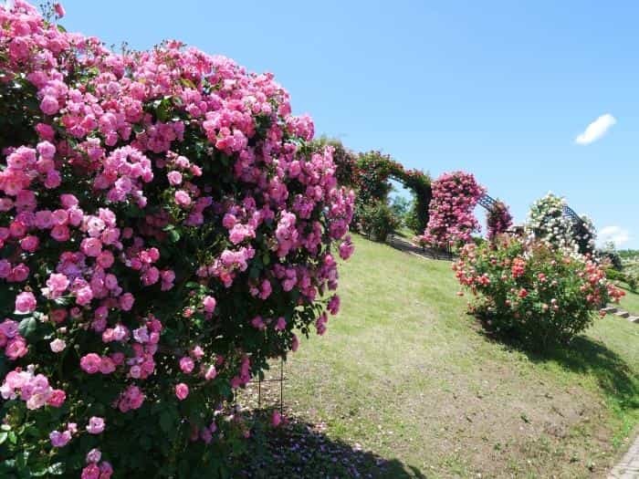 【茨城】関東最大級のバラ園！「いばらきフラワーパーク」でバラの色と香りを満喫