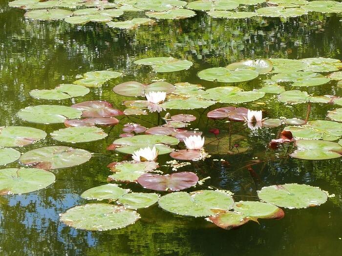 【高知】まるでモネの絵に入りこんだような至福の時間！北川村「モネの庭」マルモッタン