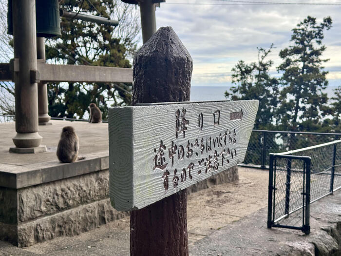 【大分】おサルさんの聖地でこんにちは！高崎山自然動物園