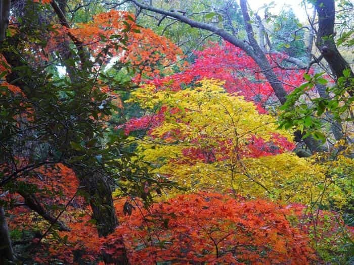 絵画の中にまぎれ込む、圧巻の紅葉【神戸市立森林植物園】